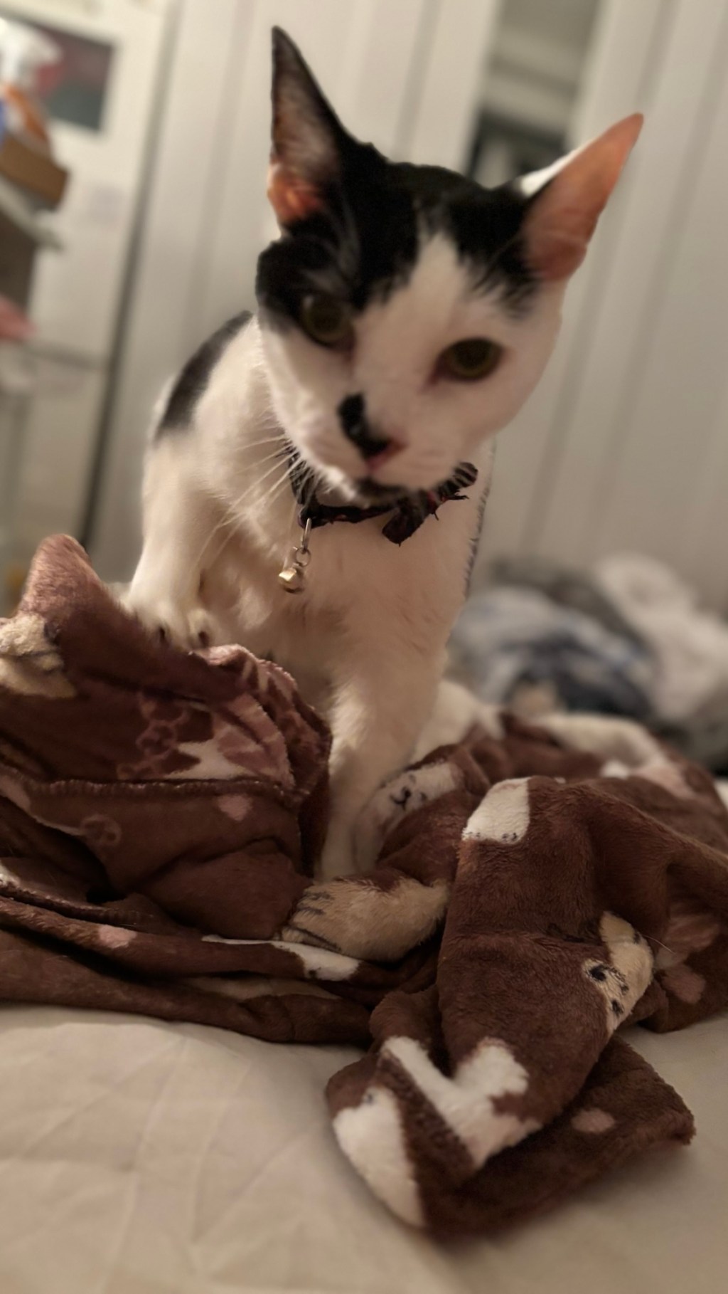 🐾&nbsp;Smudge Sundays #2: Biscuit Business and the Dressing Gown of&nbsp;Dreams