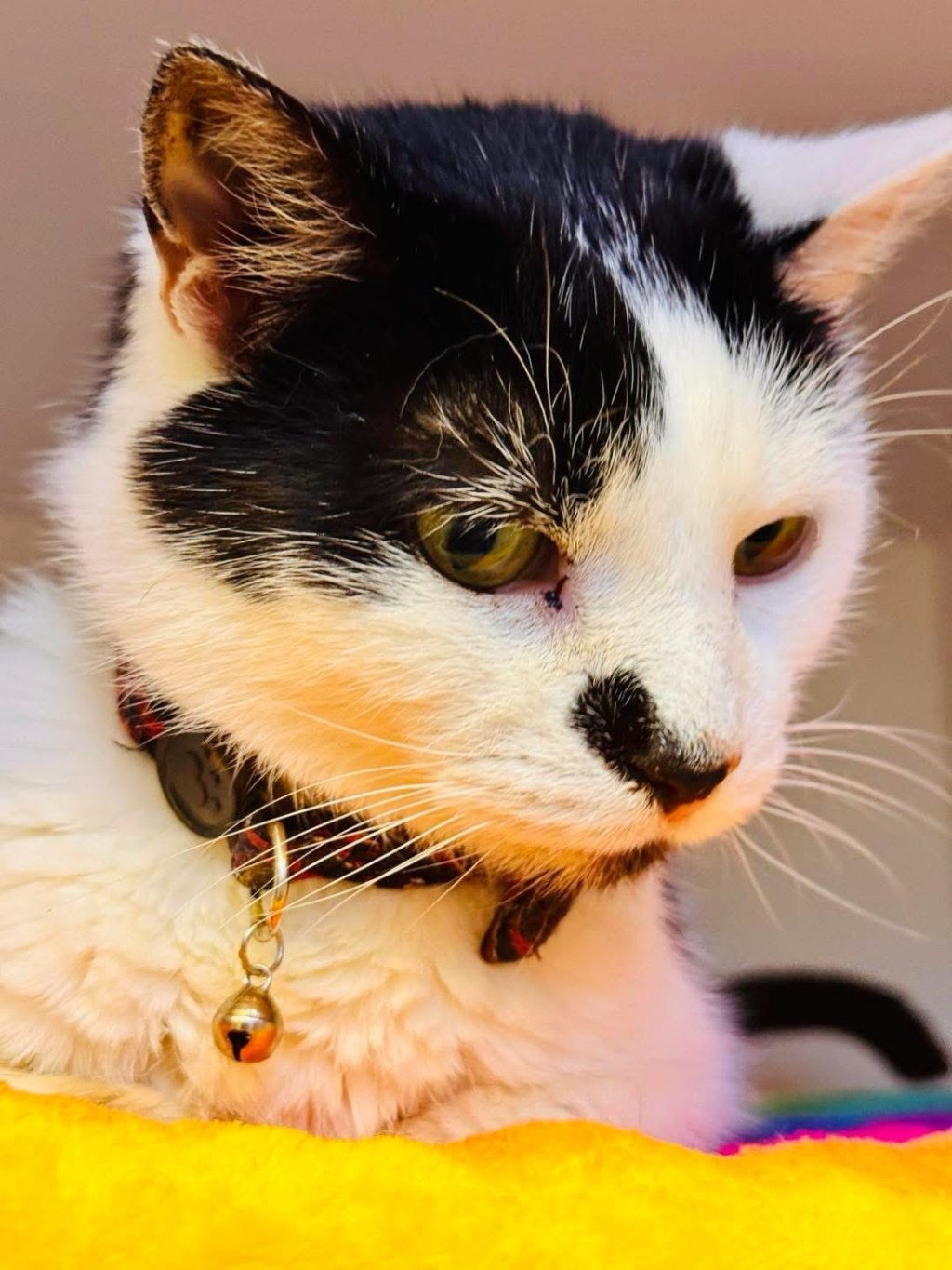 🐾&nbsp;Smudge Sundays: Return of the King (and His Thoughts on&nbsp;Holidays)