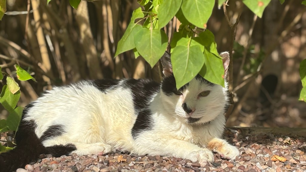 Smudge Sunday 🐾 — In Which I Am Medicated, Snubbed by Absent Grandparents, and Still Somehow&nbsp;Forgiving